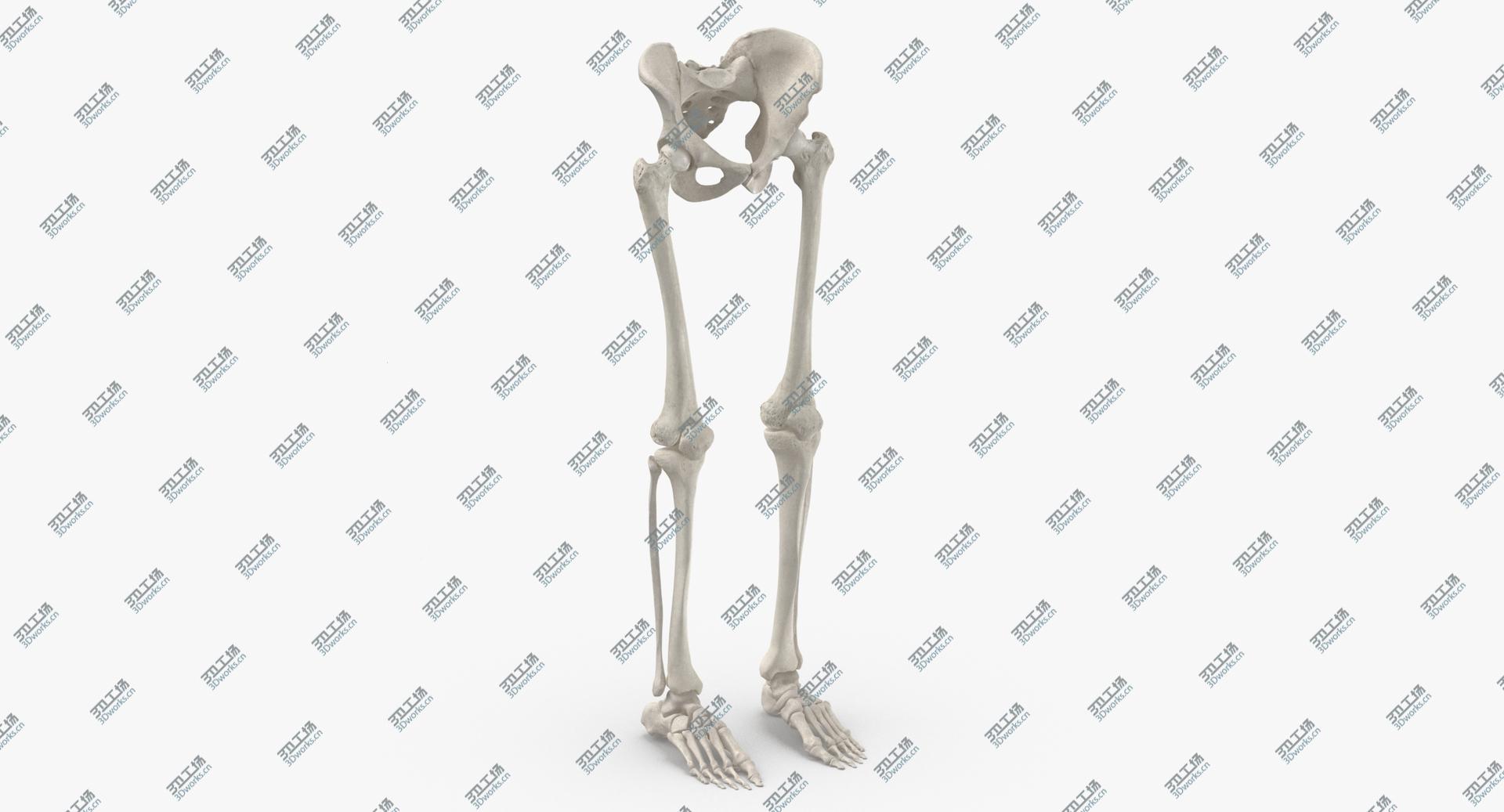 images/goods_img/2021040164/3D Real Human Legs and Pelvis Bones Anatomy White 01/2.jpg